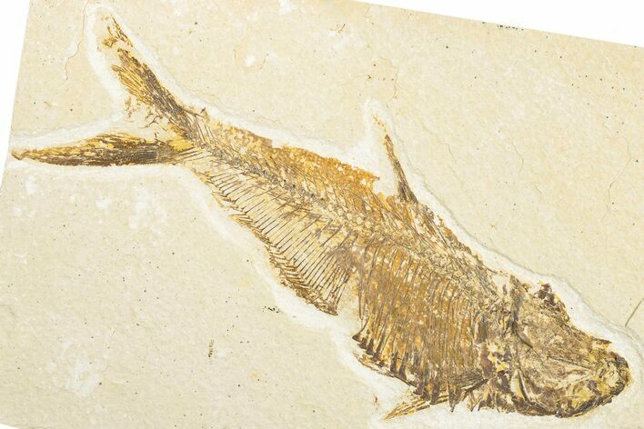 Bargain, Fossil Fish (Diplomystus) - Wyoming #346948